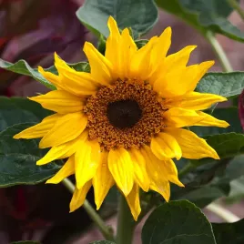 slonecznik-ozdobny-sunshine-zolty-miododajny-jednoroczny-nasiona-kwiatow