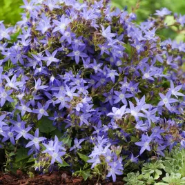 dzwonek-poszarskiego-ciemnoniebieski-na-ogrodki-skalne-nasiona-kwiatow