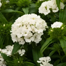 gozdzik-brodaty-o-kwiatach-pojedynczych-albus-bialy-nasiona-gozdzika