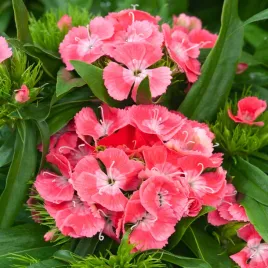 gozdzik-brodaty-o-kwiatach-pojedynczych-newport-pink-lososiowy-nasiona