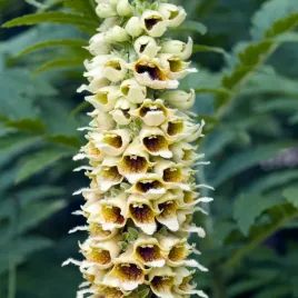 naparstnica-purpurowa-elsie-kelsey-miododajna-nasiona-kwiatow-kwiaty