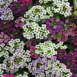 smagliczka-nadmorska-mieszanka-miododajna-jednoroczna-nasiona-kwiatow