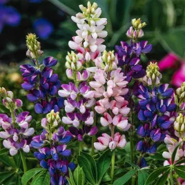 lubin-letni-pixie-delight-mix-jednoroczny-dlugo-kwitnie-nasiona-kwiatow