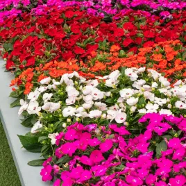 niecierpek-waleriana-mieszany-jednoroczny-dlugie-obfite-kwitnienie-nasiona