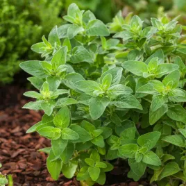 lebiodka-pospolita-oregano-wieloletnia-lecznicza-nasiona-ziol-ziola