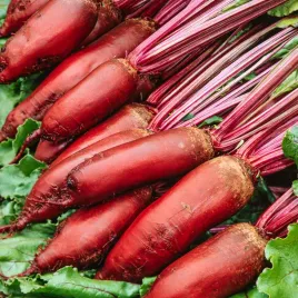 burak-cwiklowy-jednokielkowy-monorubra-nasiona-pozne-wyrownane-korzenie