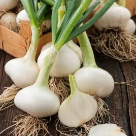 cebula-pompei-nasiona-warzyw-bardzo-delikatne-drobne-jasne-cebulki
