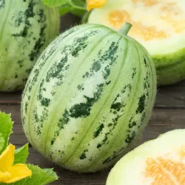 dynia-zwyczajna-cukinia-di-nizza-nasiona-warzyw-idealna-do-faszerowania