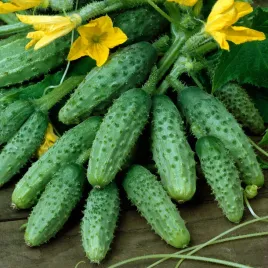 ogorek-gruntowy-portal-f1-swieze-nasiona-ogorkow-ogorki-odporne-plenne