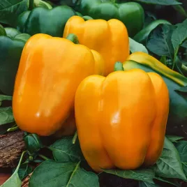 papryka-etiuda-swieze-nasiona-papryki-duze-owoce-pomaranczowa