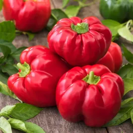 papryka-olenka-swieze-nasiona-papryki-wczesna-splaszczone-zebrowane-owoce