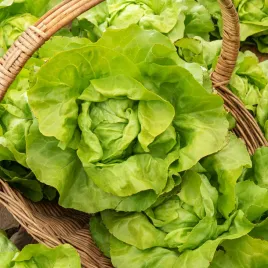 salata-glowiasta-maslowa-edyta-ozarowska-b-wczesna-duze-glowki-nasiona
