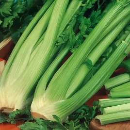 seler-naciowy-verde-pascal-doskonala-przyprawa-do-zup-salatek-sosow-nasiona