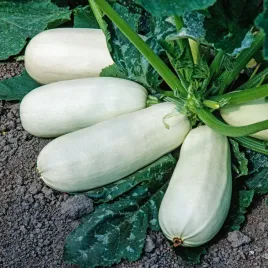 dynia-zwyczajna-cukinia-lungo-bianco-biala-nasiona-warzyw-dyni-dynie