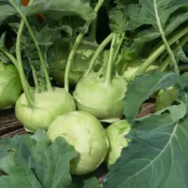 kalarepa-delikatess-weisser-sr-wczesna-jasnozielona-nasiona-kalarepy-warzyw