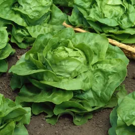 salata-glowiasta-maslowa-meraviglia-d-inverno-zielona-zimujaca-nasiona