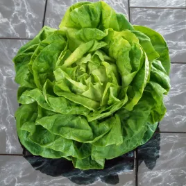 salata-glowiasta-maslowa-asia-zielona-sr-wczesna-nasiona-warzyw-salaty