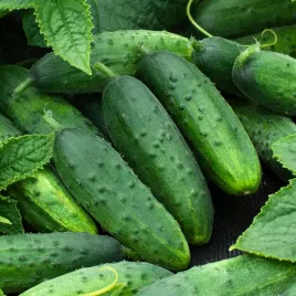 ogorek-gruntowy-traper-f1-swieze-nasiona-ogorkow-ogorki-odporne-plenne