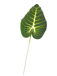 liscie-ozdobne-lisc-galazka-dekoracyjne-kwiaty