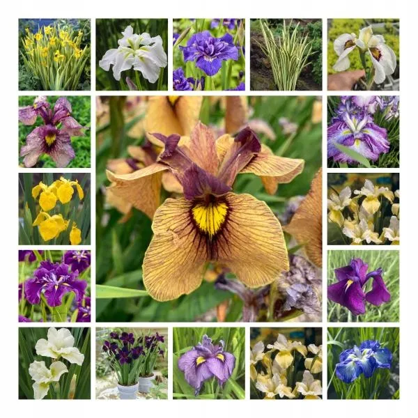 irys-syberyjski-peacock-butterfly-iris-banish-misfortune-producent-perfekt-klik-sylwia-grzelak-wodne-rosliny