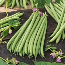 fasola-karlowa-urania-zielona-wczesna-dlugi-strak-nasiona-warzyw-fasoli