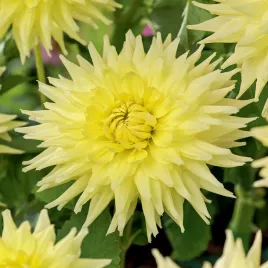 dalia-kaktusowa-trooper-dan-1-szt-dalie-sadzonki-dalii-sadzonka-duze-bulwy