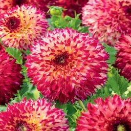 dalia-kaktusowa-aiyana-1-szt-dalie-sadzonki-dalii-sadzonka-duze-bulwy