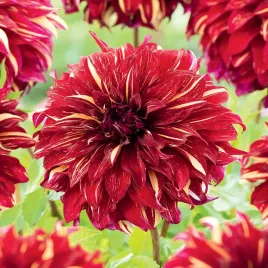 dalia-talerzowa-bohemian-spartacus-1szt-dalie-talerzowe-sadzonki-bulwy-duze