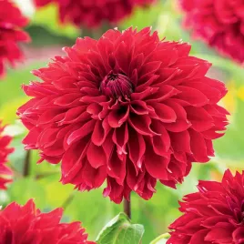 dalia-dekoracyjna-red-fubuki-1-szt-dalie-sadzonki-sadzonka-duze-bulwy