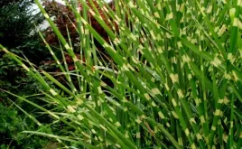 miskant-chinski-apache-miscanthus-paskowany
