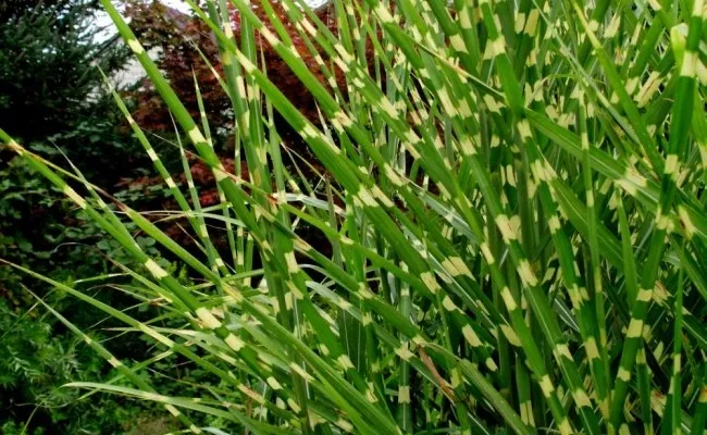 miskant-chinski-apache-miscanthus-paskowany