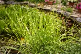 miskant-chinski-apache-miscanthus-paskowany-roslina-w-postaci-sadzonka-z-golym-korzeniem