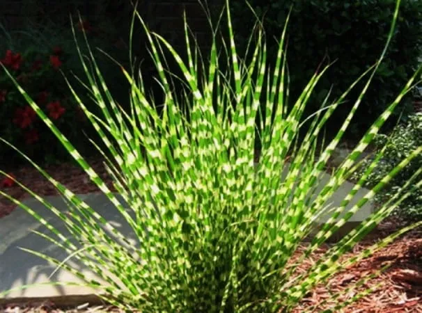 miskant-chinski-apache-miscanthus-paskowany-kod-producenta-wodne-rosliny