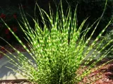 miskant-chinski-apache-miscanthus-paskowany-kod-producenta-wodne-rosliny