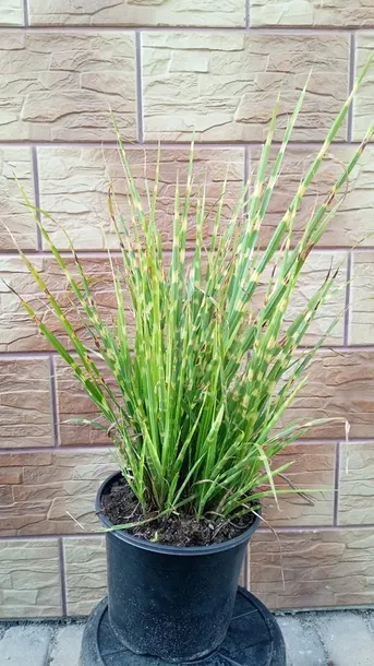 miskant-chinski-apache-miscanthus-paskowany-producent-perfekt-klik-sylwia-grzelak-wodne-rosliny