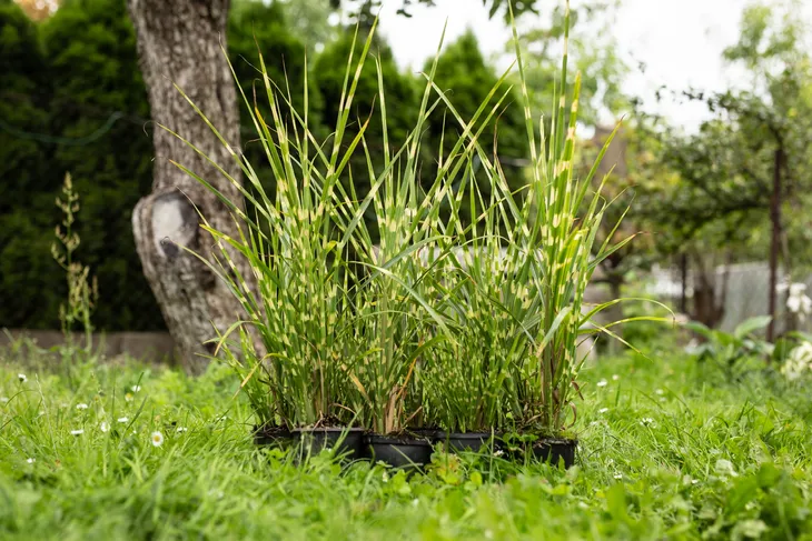 miskant-chinski-apache-miscanthus-paskowany-nazwa-lacinska-inna