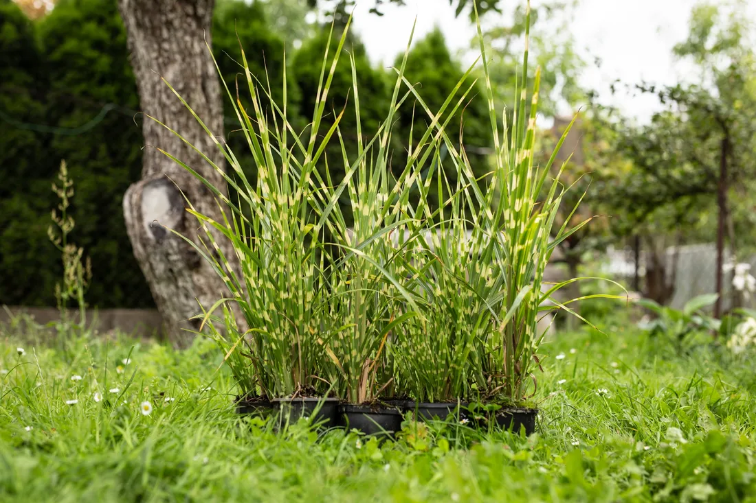 miskant-chinski-apache-miscanthus-paskowany