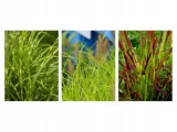 miskant-chinski-apache-miscanthus-paskowany-roslina-w-postaci-sadzonka-z-golym-korzeniem-producent-perfekt-klik-sylwia-grzelak-wodne-rosliny