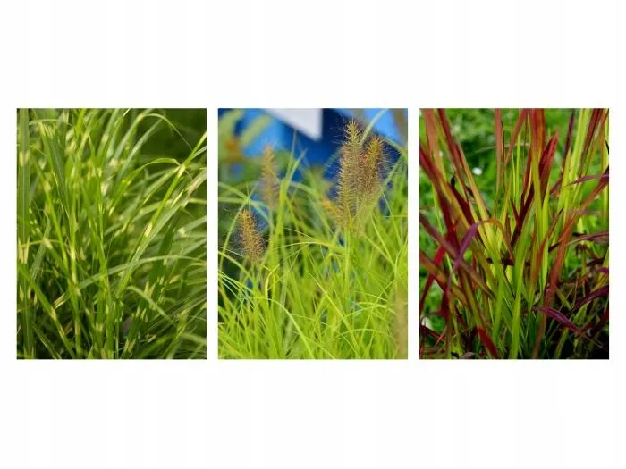 miskant-chinski-apache-miscanthus-paskowany-roslina-w-postaci-sadzonka-z-golym-korzeniem