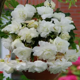 begonia-hanging-aromantics-white-1-szt-begonie-sadzonki-sadzonka-bulwa