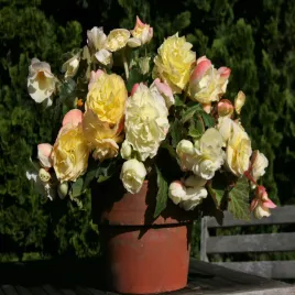 begonia-hanging-aromantics-yellow-1-szt-begonie-sadzonki-sadzonka-bulwa