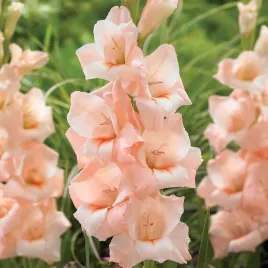 gladiolus-mieczyk-wielkokwiatowy-rigoletto-5-szt-mieczyki-cebulki-mieczykow