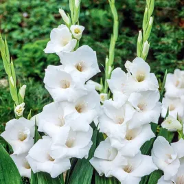 gladiolus-mieczyk-wielkokwiatowy-ice-master5-szt-mieczyki-cebulki-mieczykow