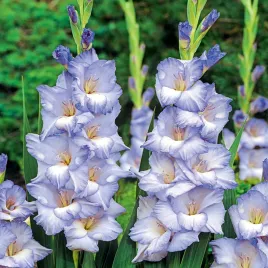 gladiolus-mieczyk-wielkokwiatowy-cobain-5-szt-mieczyki-cebulki-mieczykow