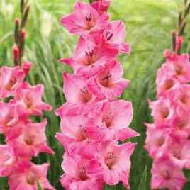 gladiolus-mieczyk-wielkokwiatowy-julio-5-szt-mieczyki-cebulki-mieczykow