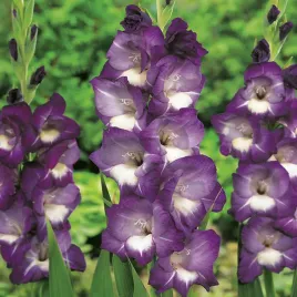 mieczyk-wielkokwiatowy-deep-purple-5-szt-mieczyki-cebulki-mieczykow