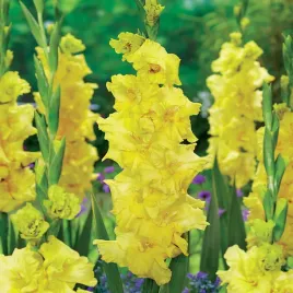 gladiolus-mieczyk-wielkokwiatowy-charisma-5-szt-mieczyki-cebulki-mieczykow