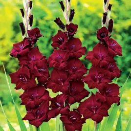 gladiolus-mieczyk-wielkokwiatowy-at-night-5-szt-mieczyki-cebulki-mieczykow