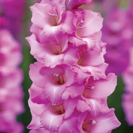 gladiolus-mieczyk-wielkokwiatowy-lennon-5-szt-mieczyki-cebulki-mieczykow