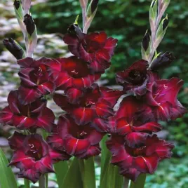 mieczyk-wielkokwiatowy-back-surprise-5-szt-mieczyki-cebulki-mieczykow